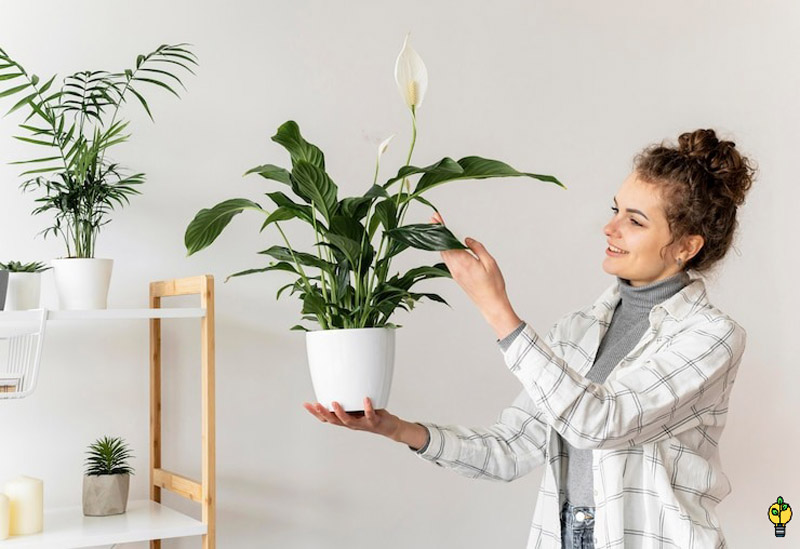 رشد سریع گیاهان آپارتمانی